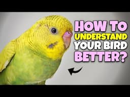 How to UNDERSTAND your Pet Bird Better?