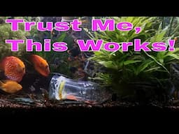 How To Make Aquarium Fish Trap! It really works Planted Aquariums. How to catch fast aquarim fish?