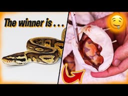 GIVEAWAY WINNER ANNOUNCEMENT AND CUTTING OPEN SOME MORE SNAKE EGGS!!!