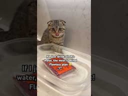 #FunnyCats #CatVsFood #PetComedy #HungryCat #KitchenFails #CatAntics #FelineFun #CatsOfYouTube