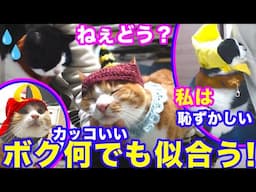 2025ｰ1−26 保護猫たちの「ほっこり猫ライブ」ハッチ＆マック＋黒猫めめ＋がんサバイバーママ Cat live Stream in Japan -Cat Life TV