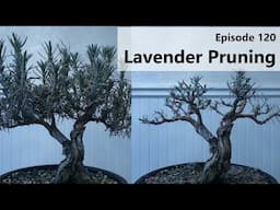 Episode 120, Lavender Pruning