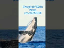 We see you humpback whale moms! #biology #oceanscience #marinebiology #momlife #waterlust