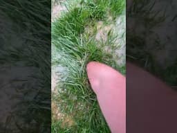 What did you think was down there? #odd #satisfying #asmr #lawn #lawncare #spring #growth #rain