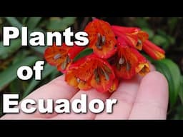 Looking at Plants in Ecuador