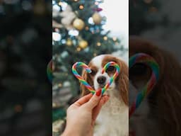 Candy canes for cute photos with dogs #cavalierkingcharles #dogchallenge #christmas