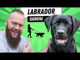 Do Labradors Need A Lot Of Exercise