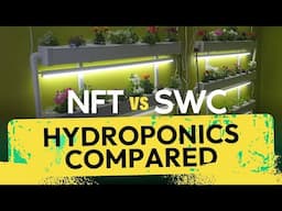 Hydroponics Compared: Nutrient Film Technique vs. Shallow Water Culture Systems