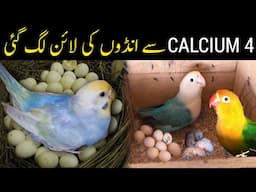 Top 4 Calcium Sources for Budgies & Lovebirds 4x Breeding Success with Natural Remedies