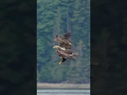 Young eagle flies in and grabs a fish from the surface. #seaeagle