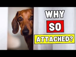 Why Is Your Dog So Attached to You? 6 Incredible Reasons!