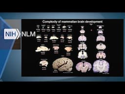 NLM Colloquia LETC. | Mechanisms Regulating Fate and Maturation of Forebrain Inhibitory Interneurons