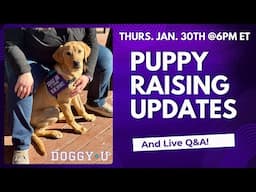 Service Dog Puppy Raising Updates and Your Questions!