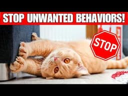 STOP UNWANTED Cat behaviors with these Simple Tricks!