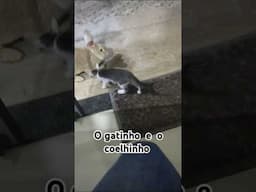 O gatinho quer brincar com o coelhinho #viralvideo