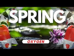 Get your koi pond ready for Spring - OXYGEN / AIR