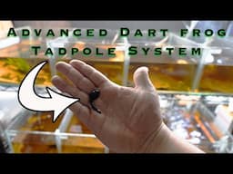 Advanced Poison Dart Frog Tadpole System