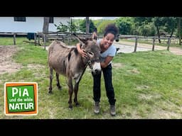 Wer steppt durch die Steppe? | Reportage für Kinder | Pia und die wilde Natur