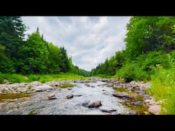 10 Hours of Calming River Flowing Between Forest | Water Sounds, River Sounds for Deep Sleep, Relax