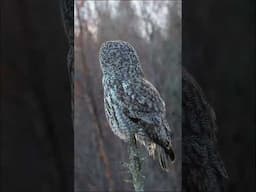 Great Grey Owl