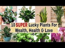 10 SUPER Lucky Plants For Home | BEST INDOOR PLANTS | Lucky Plants For Home | Feng shui