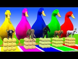 5 giant duck Wild Animals PAINTING Their Masterpiece!