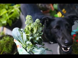 Broccoli in Containers | Growing & Harvesting with Taste Test!