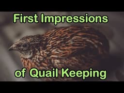 A New Quail Keepers First Impressions