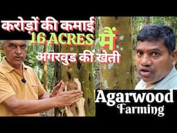 16 एकर्स मैं अगरवुड की खेती, High profitable plants, Agarwood farming, #agarwoodfarming