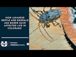 How Japanese Beetle and Emerald Ash Borer Have Affected Life in Colorado