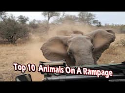 Top 10 Animals On A Rampage