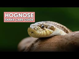 Hognose Snake Care Guide