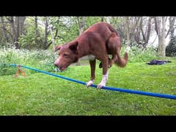 10 Best Trained & Disciplined Dogs in the World