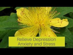 Best Herb for Anxiety and Depression | St John's Wort