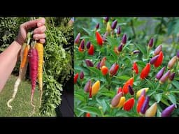 8 loại rau củ đầy màu sắc có thể trồng tại nhà | 8 Colorful Vegetables You Can Grow at Home