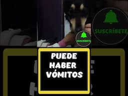 🔴Mi Perro tiene TOS como Si Tuviera Algo ATORADO🔴Puede Ser Tos Perruna ❓