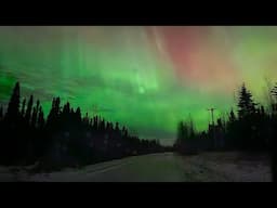 Chickens, a Moose update an aerial predator and the NORTHERN LIGHTS!