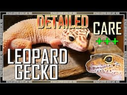 How to Keep a LEOPARD GECKO - CARE VIDEO | Eublepharis macularius - Detailed Guide