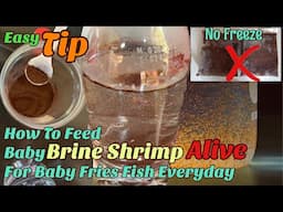 Easy Tips To Feeding Alive Baby Brine Shrimp For Our Fish Everyday