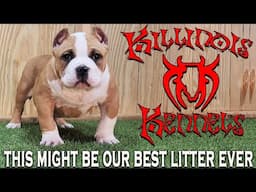 AMERICAN BULLY PUPPIES FOR SALE FROM THE WORLD FAMOUS KILLINOIS KENNELS !!!!!