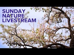 NATURE SUNDAY LIVESTREAM 4K 2025