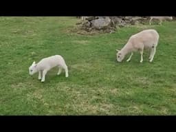 Funny jumping little lamb!! #shorts