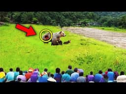 People Surround Injured Mama Bear When They Witnessed A Miracle... Just Watch What Happens Next!