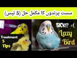 Lazy Bird Reasons with Treatment (Sick Bird), Sust Prinday ki wake (Urdu / Hindi), By Arham, Vdo.529