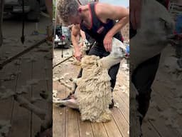 No Belly Wool...No Problem. #shearing #sheep