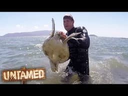 Diving To Save Sea Turtles! 🐢 Untamed