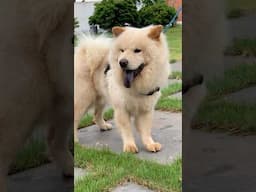 Such a beautiful Chow Chow #chowchow #shorts #dog