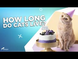 How Long Do Cats Live  – Feline Average Life Expectancy