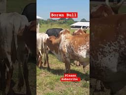 Huge Boran Bull for breeding! #shortsfeed #farming #shorts