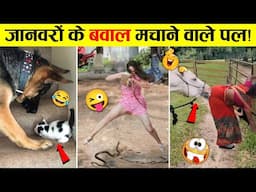 🤣ऐसे चालबाज जानवर बैट्री लेकर ढूंढने पर भी नहीं मिलेंगे 😜 Animals Hilarious Moments